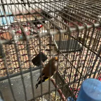 سهره ماده ۲ساله داغسرجوجه قفس(کارداده)