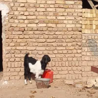 بزغاله ماده|حیوانات مزرعه|اسفرورین, |دیوار