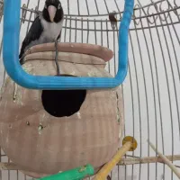 کوتوله نقابدارمشکی|پرنده|کرباسک, |دیوار