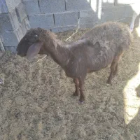 میش بزدم|حیوانات مزرعه|بیرجند, |دیوار