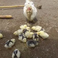 مرغ جوجه وشاخدار