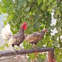 مرق خوروس مینیاتوری