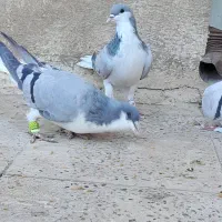 بدرنگ ماده|پرنده|الوند, |دیوار