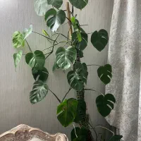 برگ‌ انجیری