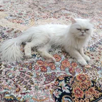 گربه واگذاری