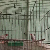 دوعدد فنچ نرگسی سیلور نر یکجا