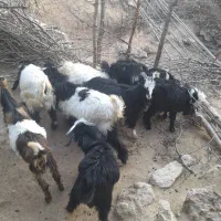 ۹راس بزغاله نر،جفتی ۵۰تا۵۵ کیلو هستن|حیوانات مزرعه|پاپی, |دیوار