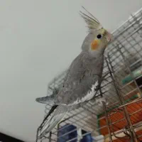 عروس هلندی نر