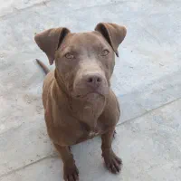 پیتبول پیت بول