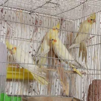 جوجه عروس هلندی