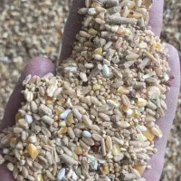 مخلوط مرغی و کبوتر سوپر درجه یک