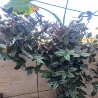 گلهای سرحال فقط ۶۰ تومان|گل و گیاه طبیعی|رامیان, |دیوار