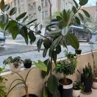 فیکوس لیراتا و فیکوس الاستیکا|گل و گیاه طبیعی|تهران, هروی|دیوار