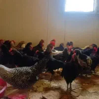 مرغ خروس سربریدن