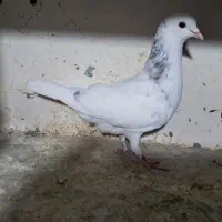 کبوتر پرشی|پرنده|کرج, حصارک بالا|دیوار