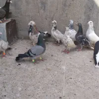 صیدقلدر|پرنده|مشهد, طبرسی شمالی|دیوار