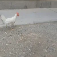 مرغ وخروس