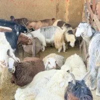 گوسفند