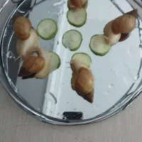 حلزون دوست کوچلو پوست
