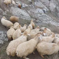 شیشیک نوبار آبستن