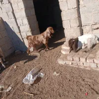 بزغاله|حیوانات مزرعه|هیرمند, |دیوار