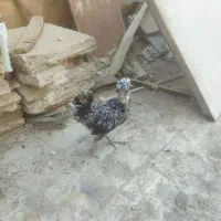 مرغ جوان تخم گذار