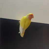 طوطی برزیلی صورت هلویی البینو