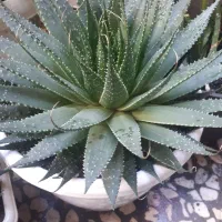 گل خانگی|گل و گیاه طبیعی|رشت, دروازه لاکان|دیوار