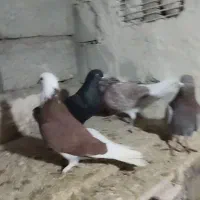 کبوتر پرشی|پرنده|اشنویه, |دیوار