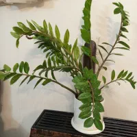 با سلام گل زامفولیا