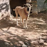 سگ خراسانی پژدردورگ