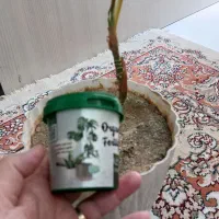 قرص کود گل و گیاه
