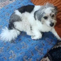 شیتزو تربیت شده واگذاری رایگان