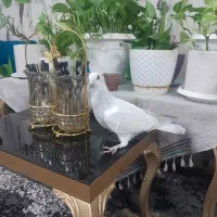کبوتر فروشی