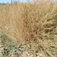 فروش جارو دستی
