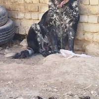 لاس خاسگری بدرد بخور