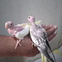 جوجه عروس هلندی دون خوردستی وسرلاکی|پرنده|قم, حاج زینل|دیوار