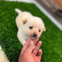 توله پامرانین فنجونی فقط ۲۵۰۰