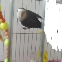 کوتوله در مامونیه|پرنده|زرندیه, |دیوار