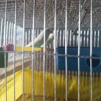 مرغ عشق مولد دوتا تخم هم گذاشته