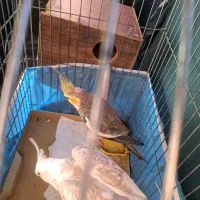 عروس هلندی|پرنده|قم, فرهنگیان و شهربانی|دیوار