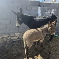 خر (الاغ)شیری