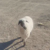 یه عدد بره ماده قیمت 14میلیون|حیوانات مزرعه|زاهدان, |دیوار