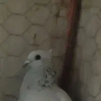 این پرنده پنچ شنبه شب گم شده
