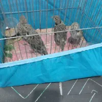 سهره خاکی|پرنده|شهر ری, علایین|دیوار