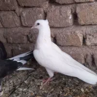 جوجه کفتر پرنده