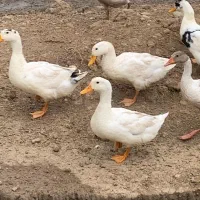 فروش مرغ و خروس گلپایگان و اردک محلی|حیوانات مزرعه|نکا, |دیوار