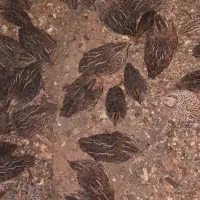 جوجه بلدرچین