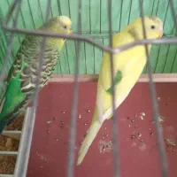 مرغ عشق جفت|پرنده|تهران, جیحون|دیوار