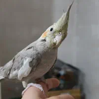 عروس هلندی